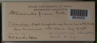 Stemonitis fusca image